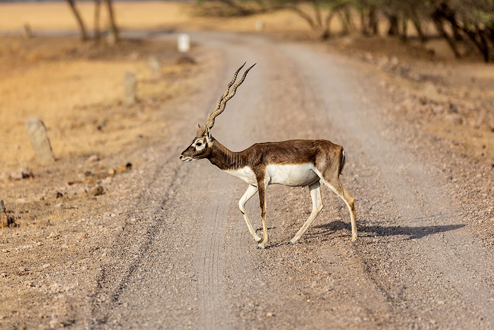 Velavadar Blackbuck National Park